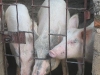 Piggery